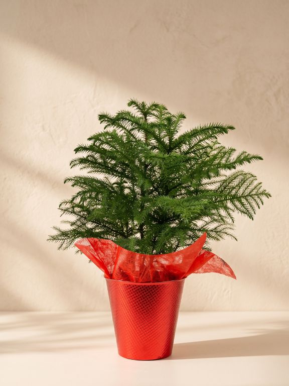 NORFOLK ISLAND PINE IN RED MYLAR